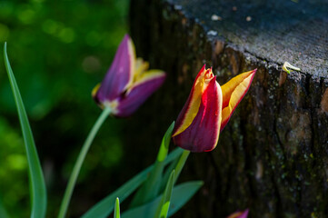 Primo piano di Tulipani fioriti. Natura in primavera, estate. Campo fiorito.