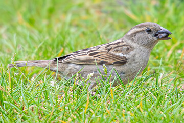house sparrow, (Passer domesticus), most abundant small birds, common in aiguamolls emporda girona spain mediterranean