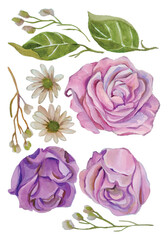 set of roses watercolor flower elegant hand draw clipart