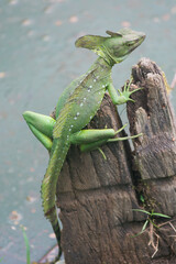 Basilisk