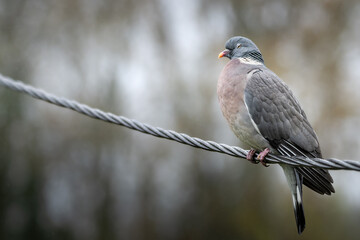 Pigeon ramier posé sur un fil électrique
