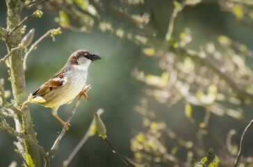 Moineau domestique perché sur une branche