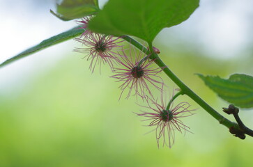 ヒメコウゾの雌花