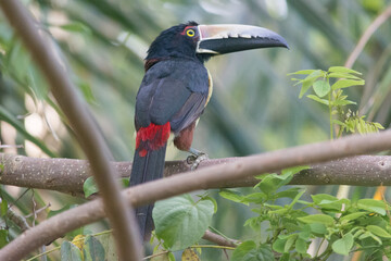 Tucan © icehawk_de