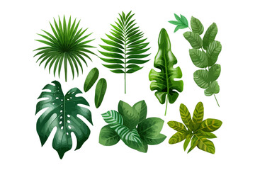 Tropical leaf set. Vector illustration desing.