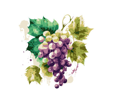 Watercolor grape. Vector illustration desing.