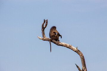 Baboon in a dead Tree, Kruger National Park