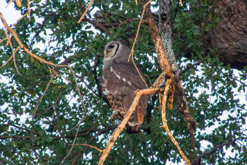 Verreaux's Eagle-owl, Kruger National Park