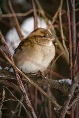 Young funny fluffy sparrow sitting on a branch of a bush close-up