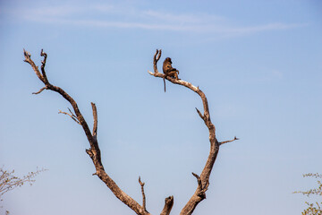 Baboon in a tree, Kruger National Park