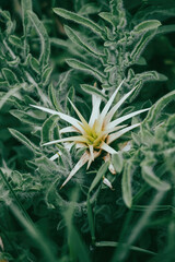 Iberian star-thistle, Centaurea iberica. A green plant with a prickly flower.