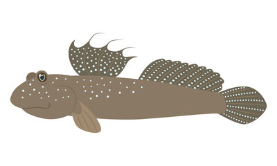 ムツゴロウのイラスト