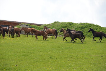 Pferdeglück. Herde aus verschiedensten Pferden auf der blühenden Wiese