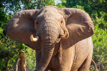 Naklejka na ściany i meble Bull Elephant, Kruger National Park