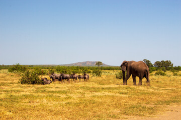 Fototapeta na wymiar Elephant and Wildebeest, Kruger National Park
