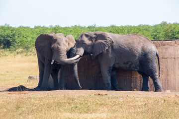 Elephants at tank, Kruger National Park