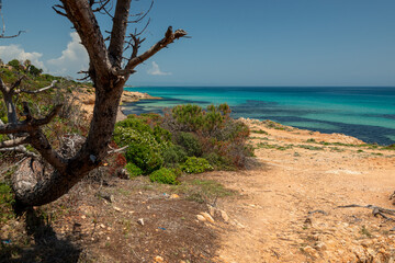Fototapeta na wymiar Pine tree on the coastline of Mediterranean Sea, Sardinia Italy. Magic spot for relaxing vacancy.