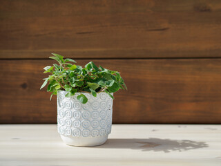 oregano in white pot with blue motifs. dark wood background. gave sunny. shade on table.