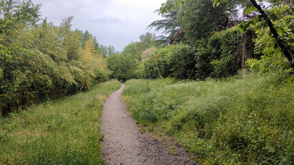 path in the middle of the vegetation