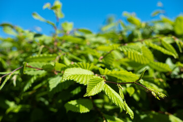 Buchenhecke im Frühling