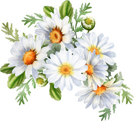 Bouquet of chamomile daisy flowers. Wildflowers for wedding invitations and greeting cards. Watercolor illustration. Rustic flower 