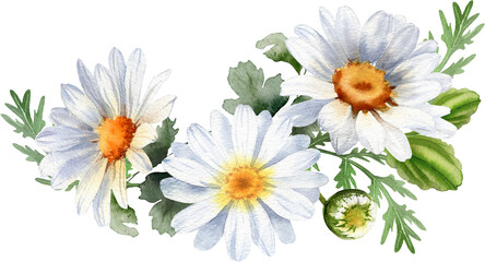 Bouquet of chamomile daisy flowers. Wildflowers for wedding invitations and greeting cards. Watercolor illustration. Rustic flower 