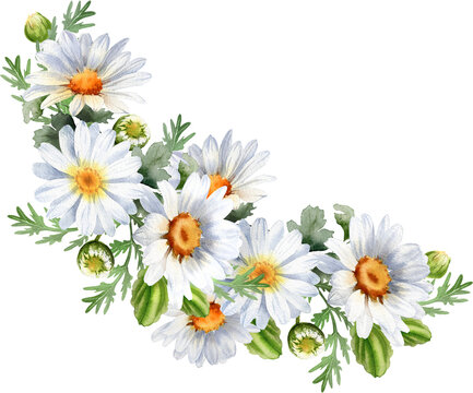 Bouquet of chamomile daisy flowers. Floral wreath. Wildflowers for wedding invitations and greeting cards. Watercolor illustration. Rustic flower 