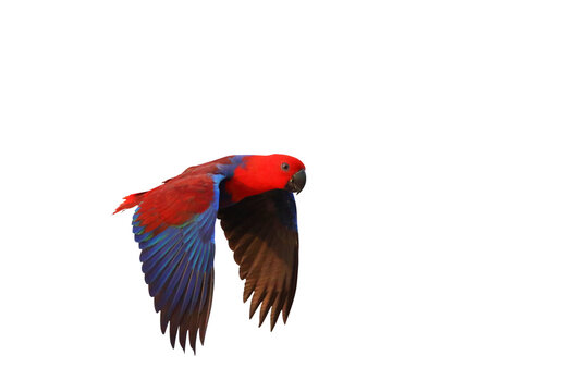 Colorful Eclectus parrot flying isolated on transparent background png file