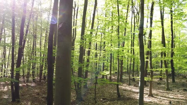Drohne fliegt langsam quer durch gr&uuml;nen Buchenwald im Fr&uuml;hling, Blattaustrieb