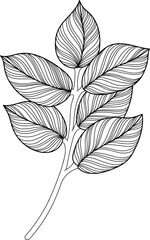 Tropical leaf isolated on white. Hand drawn vintage illustration.