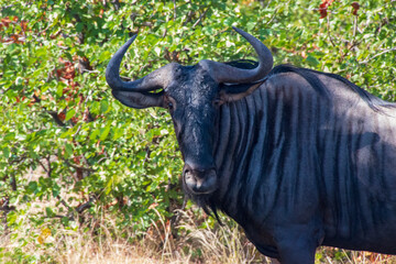 Wildebeest face, Kruger National Park