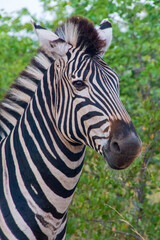 Zebra Face, Kruger National Park