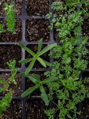 Close-up of a small plant of Gypsophila, linum and nigella born in a plastic seedbed. small bright...