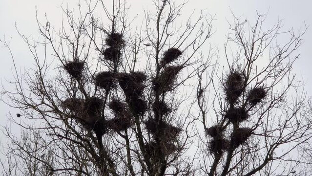Numerous nests of crows on tall maples against cloudy sky