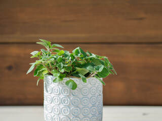 close-up of white potted oregano with blue motifs. dark wood background