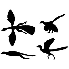 Archeopteryx silhouette