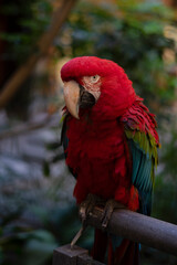 Big red macaw sitting on the railings in a tropical garden.