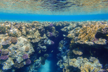 canyon between the colorful coral reef in blue sea water