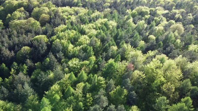 Drohne fliegt über die grünen Baumkronen eines Laubwaldes im Frühling, Luftaufnahme