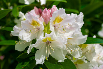 Obraz na płótnie Canvas light pink Rhododendron caucasicum on a background of green leaves