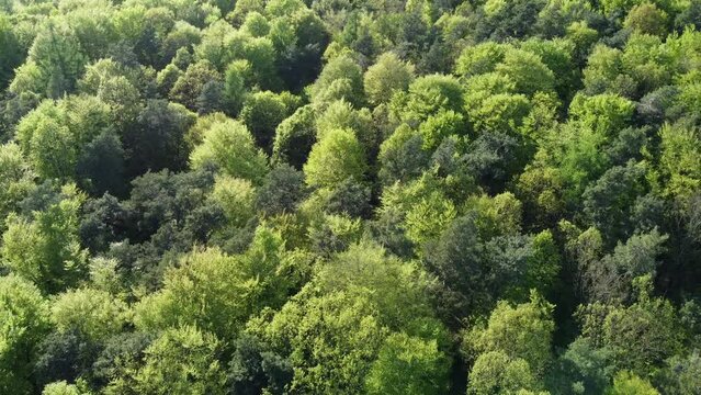 Drohne fliegt &uuml;ber die gr&uuml;nen Baumkronen eines Laubwaldes im Fr&uuml;hling, Luftaufnahme