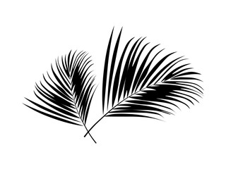 Leaf palm tree vector illustration.