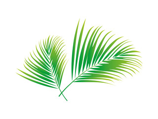 Green Leaf palm tree vector illustration.