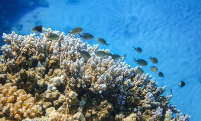 Fototapeta na wymiar wonderful corals and lot of little black white fishes in blue water