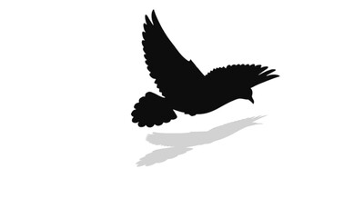 Obraz premium eagle silhouette isolated on white