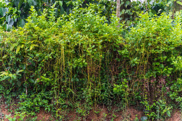 Cuscuta, dodder, parasitic plant. Creeper plant.