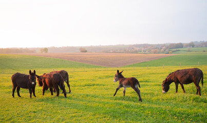 donkeys and green grassy meadow in dutch province of limburg in the netherlands at sundown