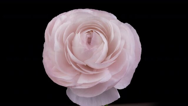 Beautiful pink ranunculus flower opening on black background, close up, timelapse, 4k. Wedding backdrop, Valentine's Day concept. Mother's day, Holiday, Love, birthday