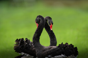 Fototapeta premium Two beautiful black swans together creating a heart shape on green grass.