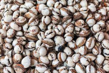 Scallops close up background texture